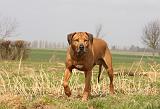 RODESIAN RIDGEBACK 027